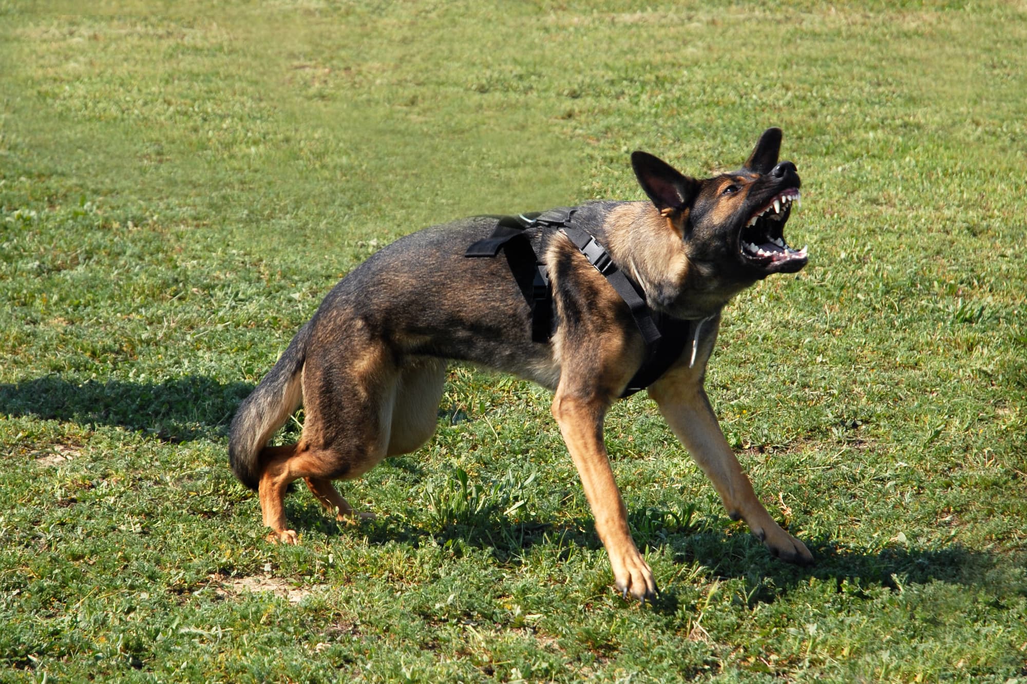 Dream Meaning of Being Attacked By A Dog