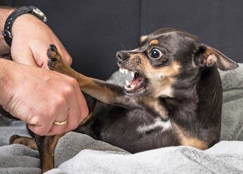 Dream Meaning of Dog Trying To Bite Face