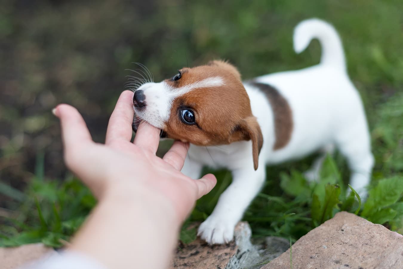 Dream Meaning of Dog Biting My Finger