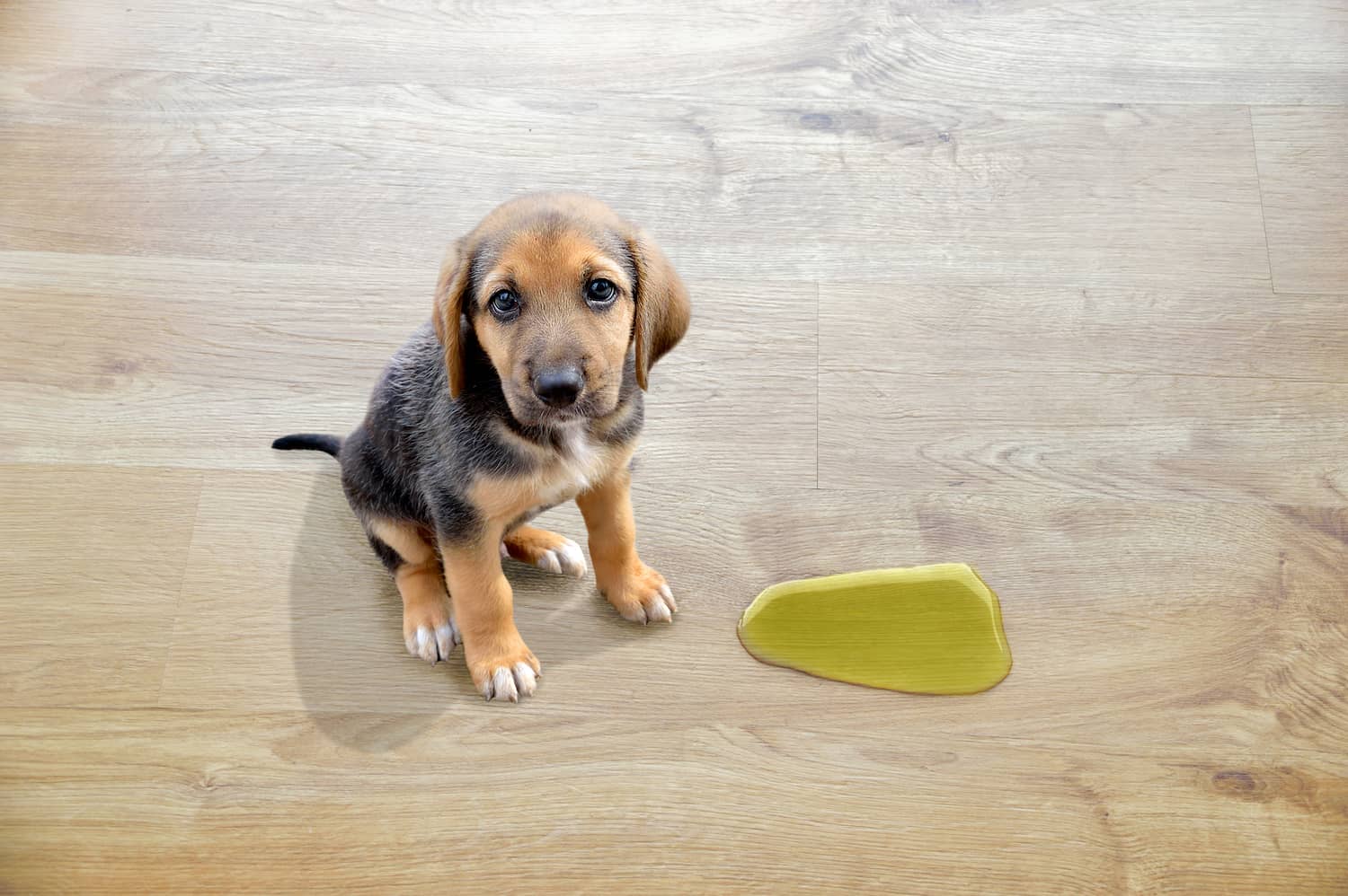 Dream Meaning of Dog Urine