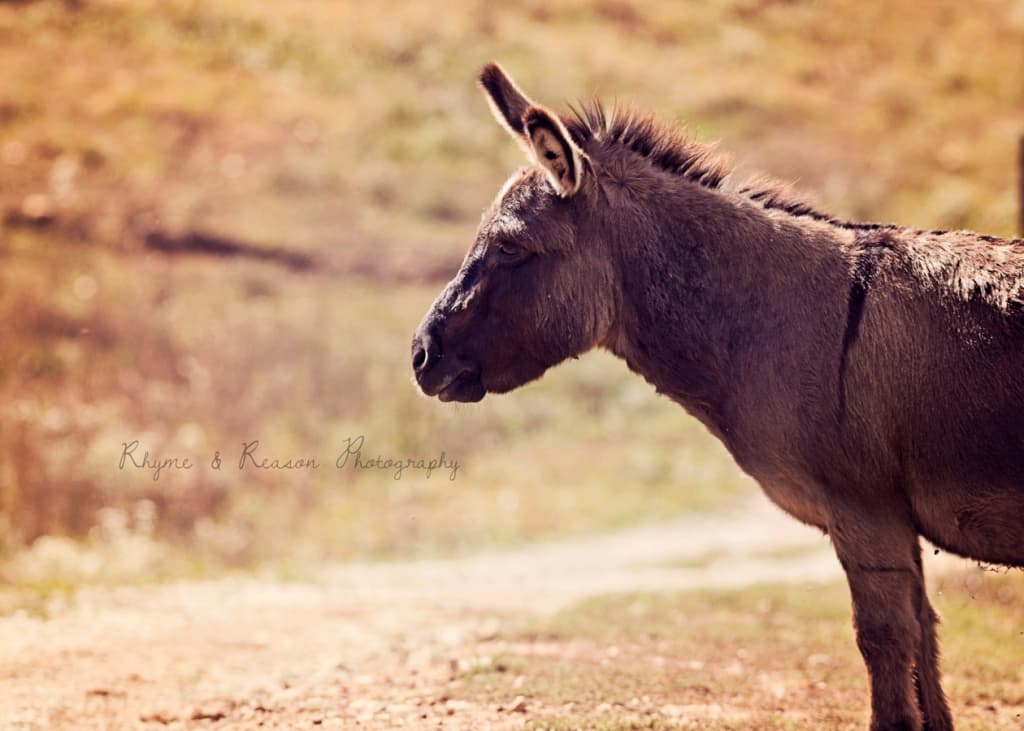 Dream Meaning of A Donkey