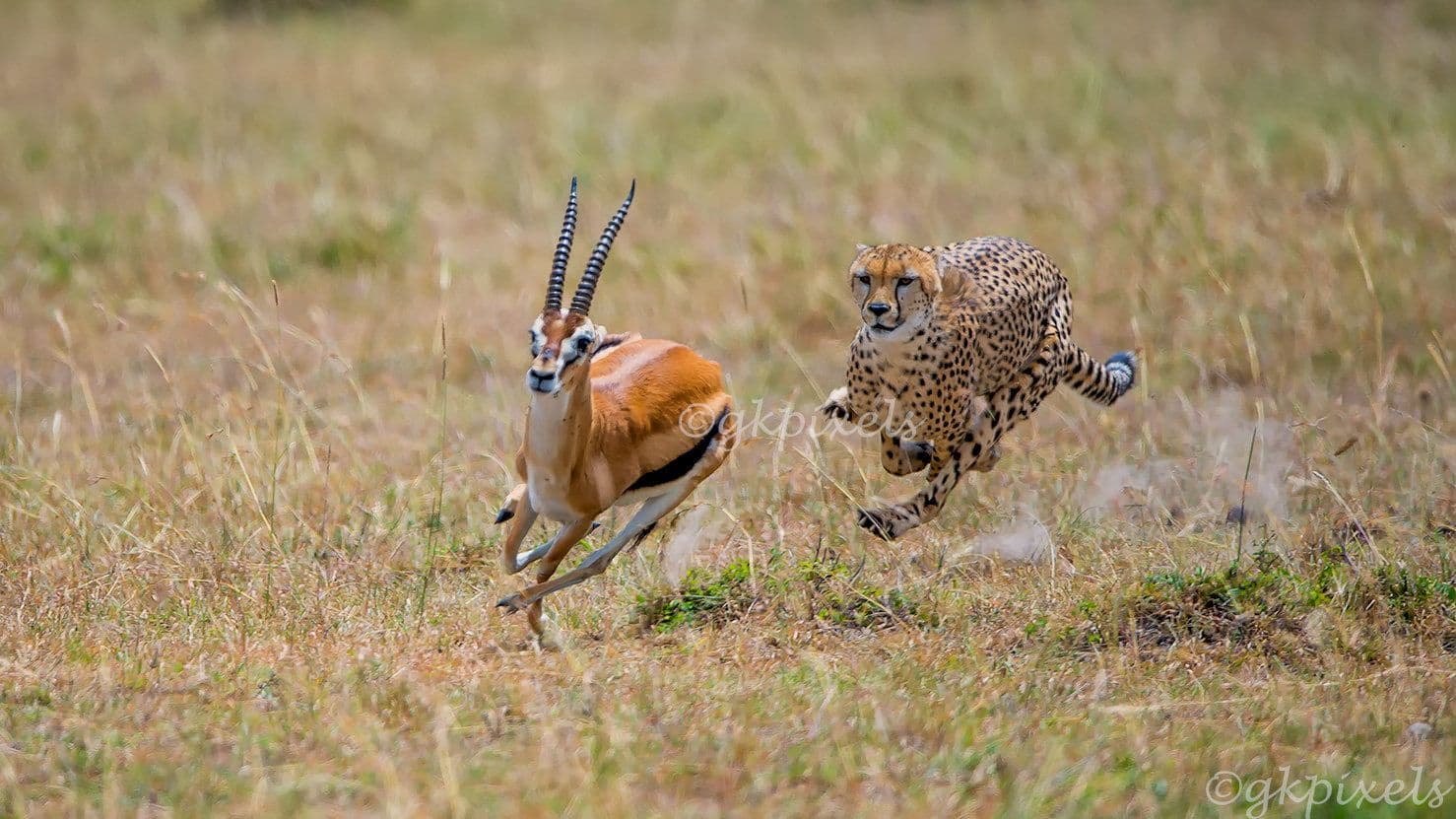 Dream Meaning of Chasing Animal