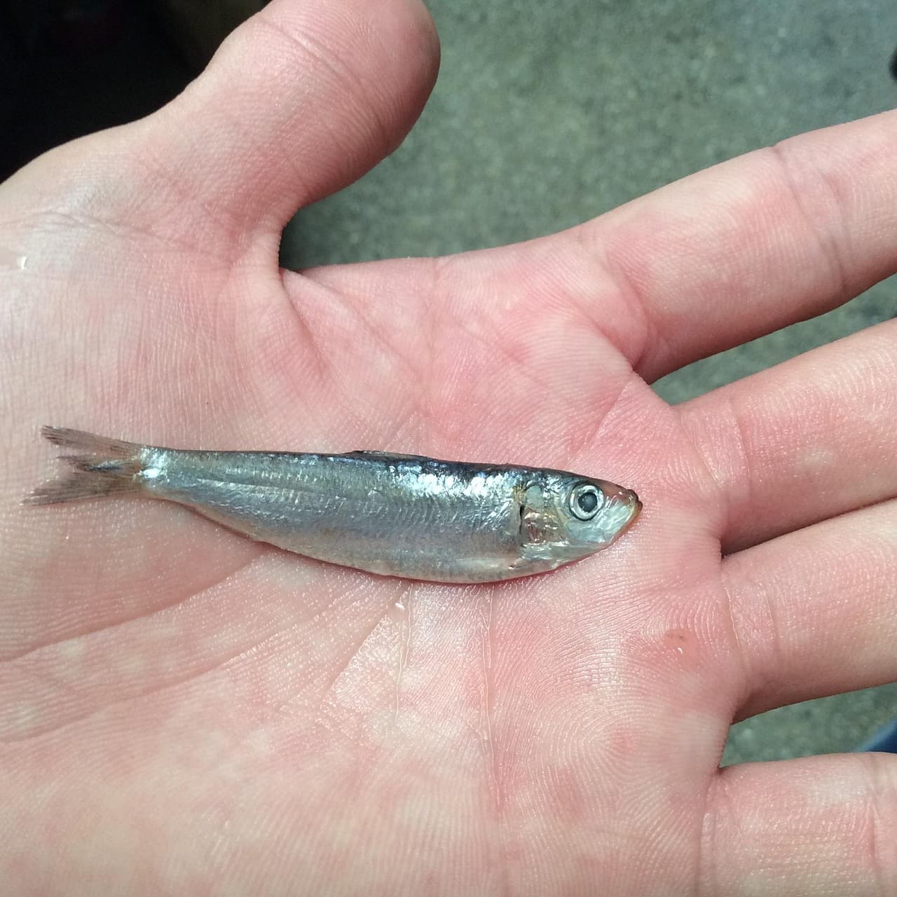 Dream Meaning of Baby Fish