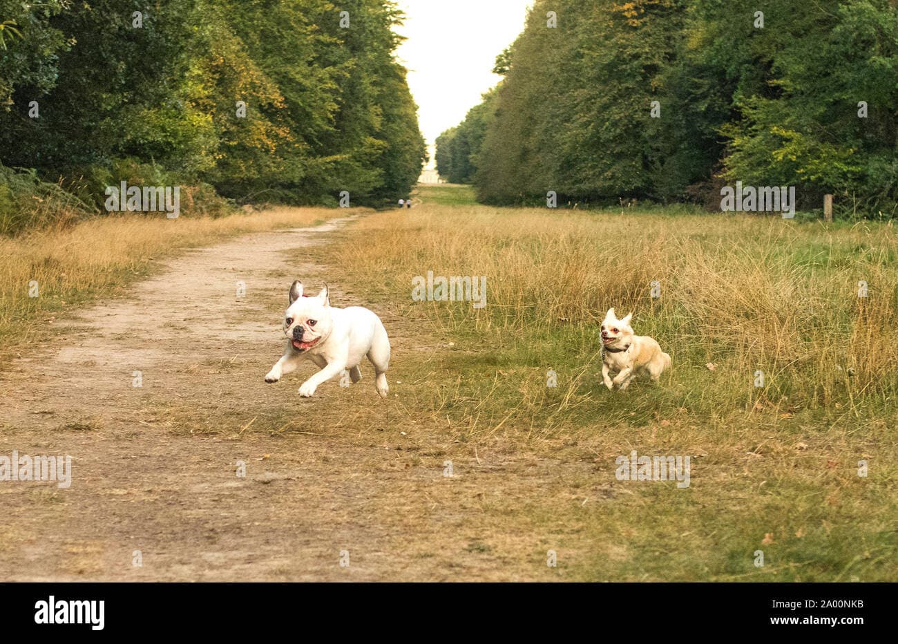 Dream Meaning of Being Chased By A Dog