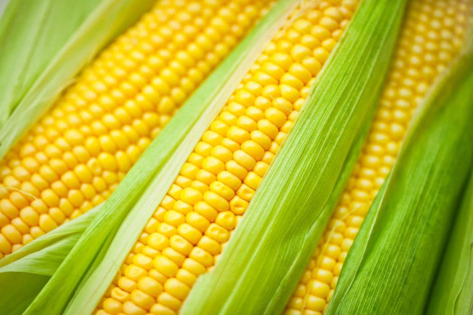 Dream Meaning of Corn