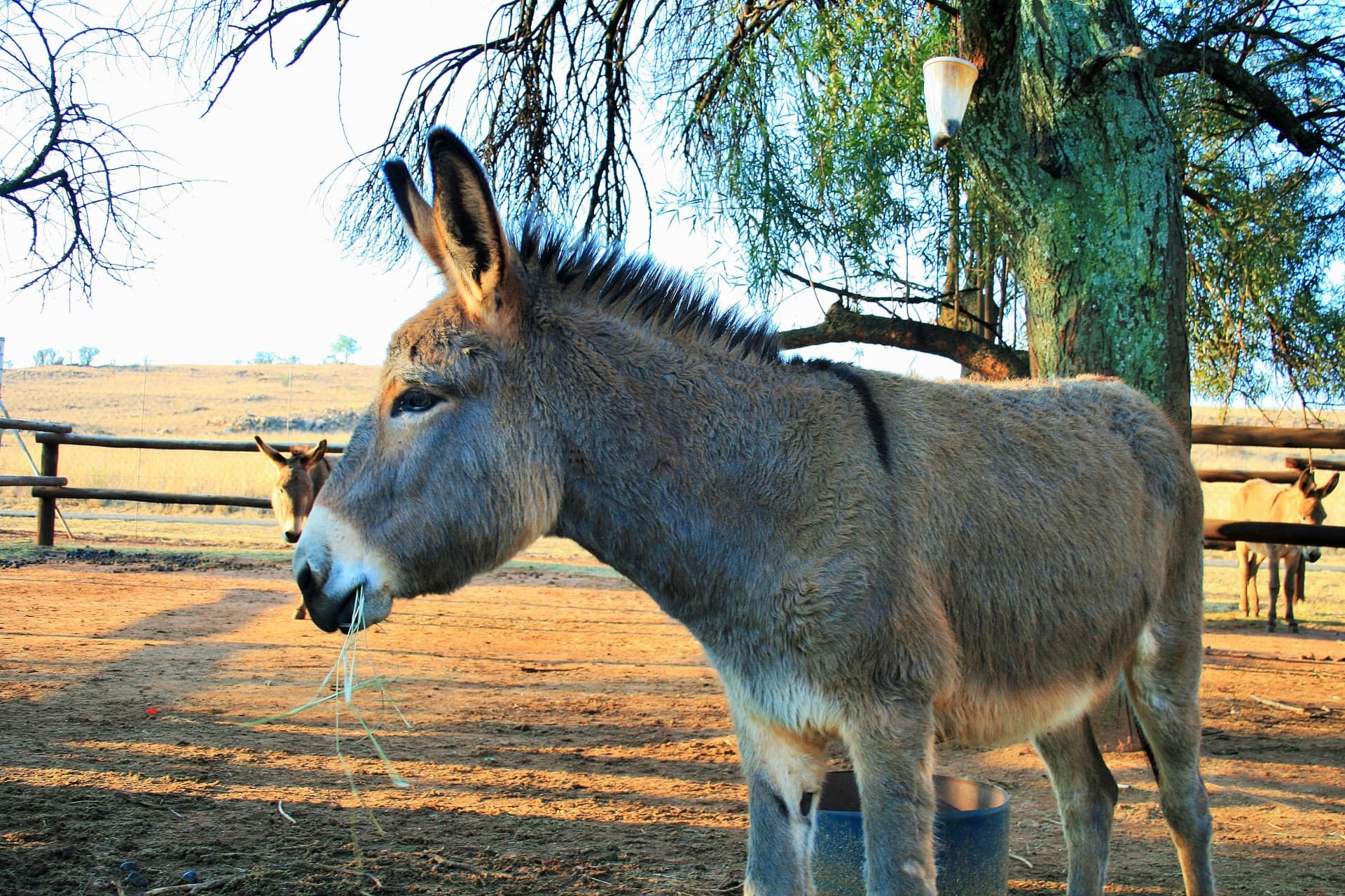 Dream Meaning of Donkey