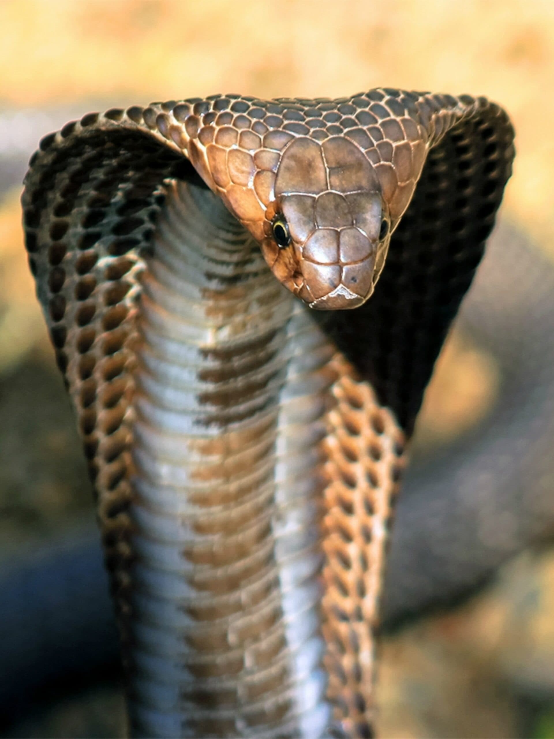 Dream Meaning of Cobra Snake
