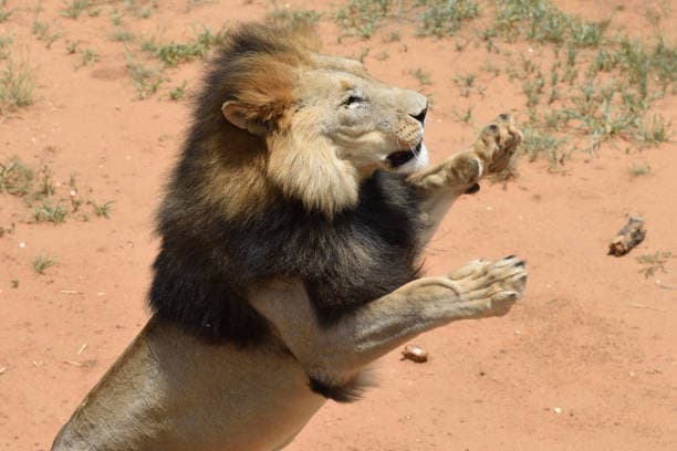 Dream Meaning of A Lion Attack