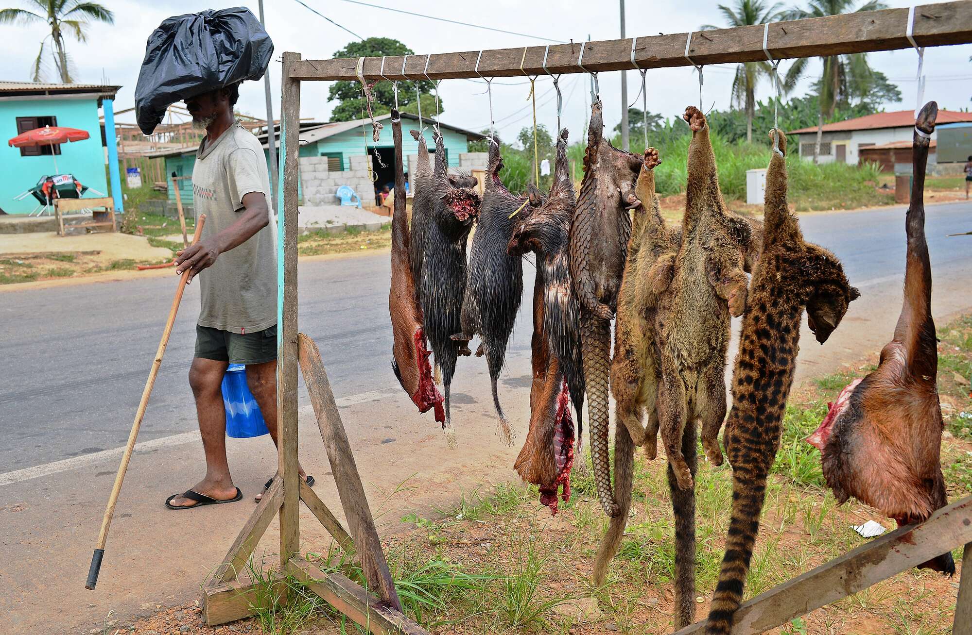 Dream Meaning of Bush Meat