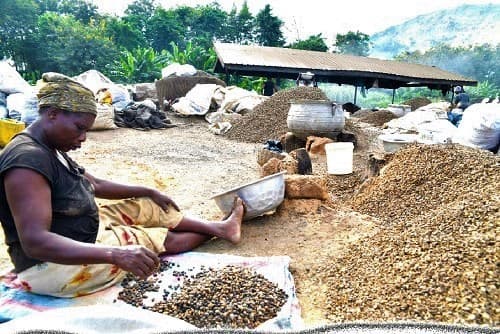 Dream Meaning of Cracking Palm Kernel