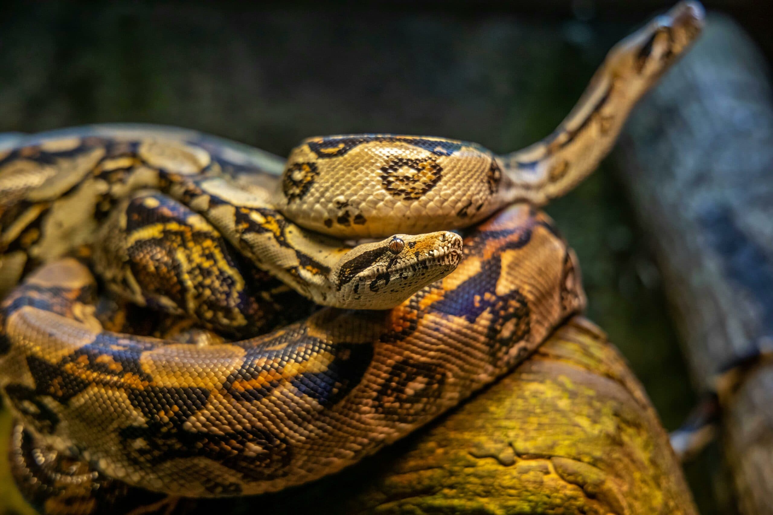 Dream Meaning of Brown Python