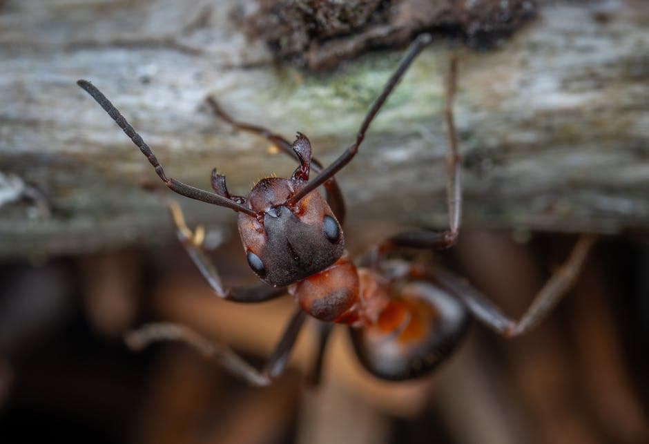 Dream Meaning of Black Ants