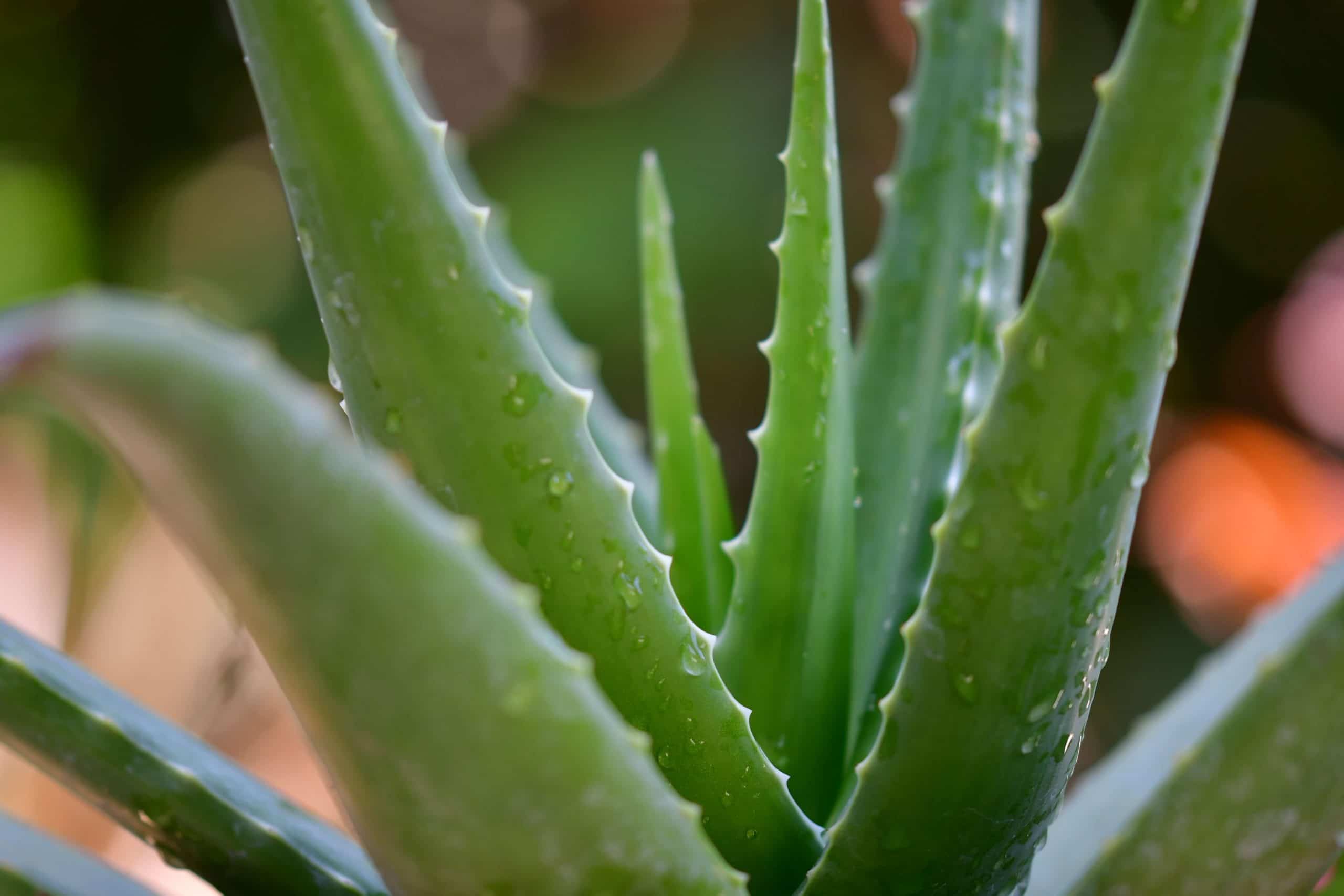 Dream Meaning of Aloe Vera