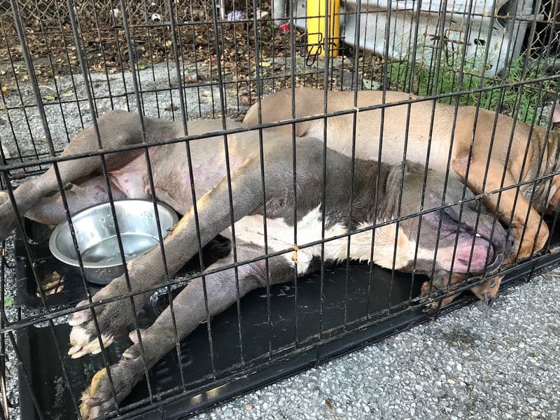 Dream Meaning of Dead Pitbulls