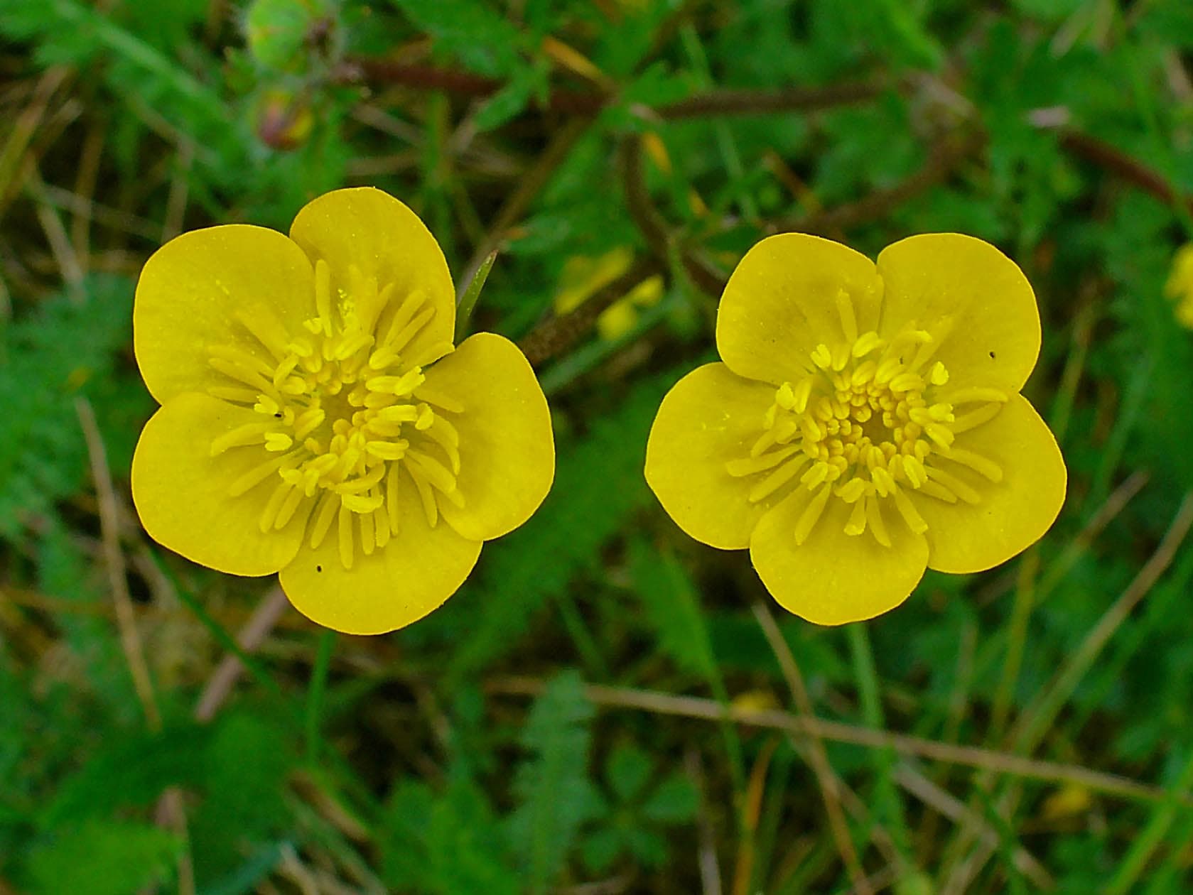Dream Meaning of Buttercups