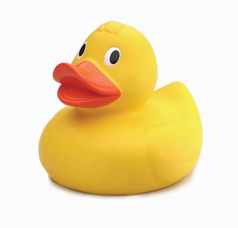 Dream Meaning of A Duck
