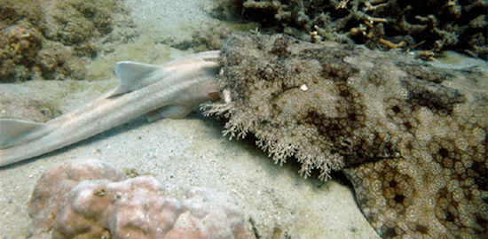 Dream Meaning of A Large Shark Eating Another Shark