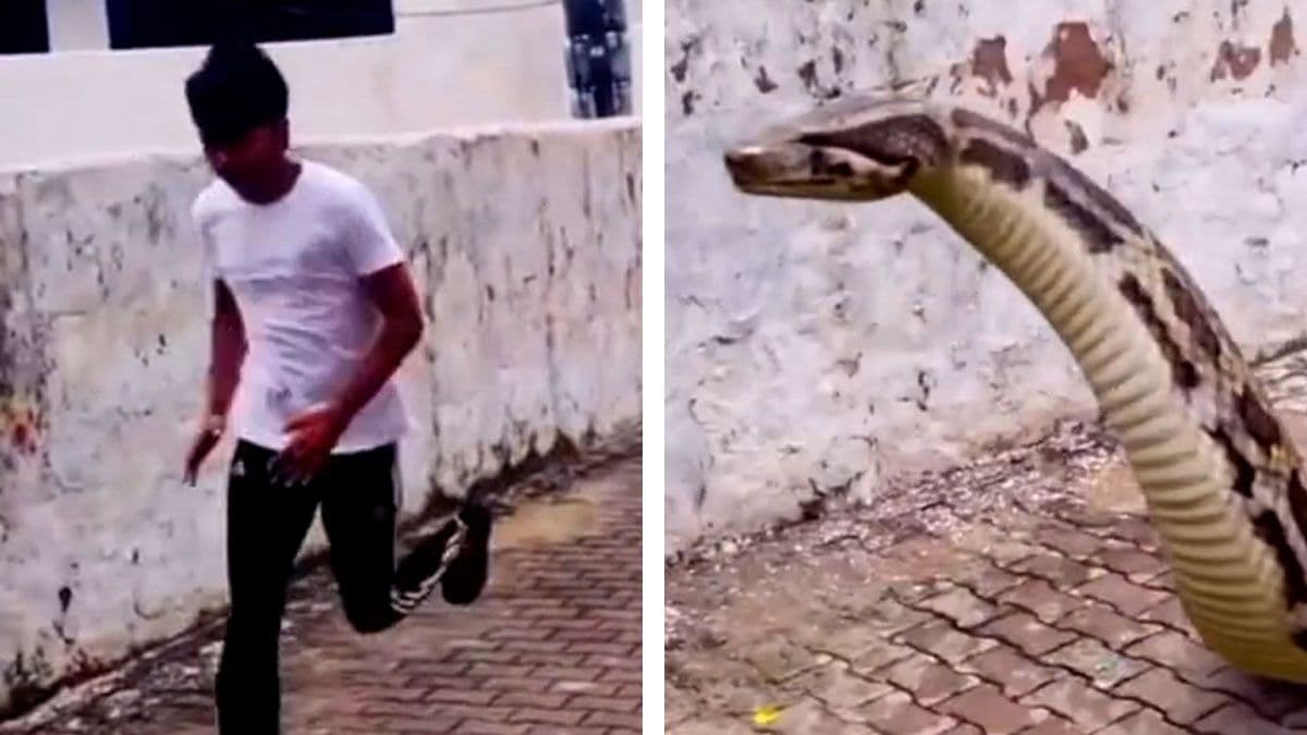 Dream Meaning of A Snake Chasing You