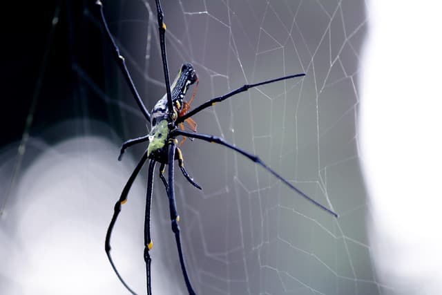 Dream Meaning of Big Spider
