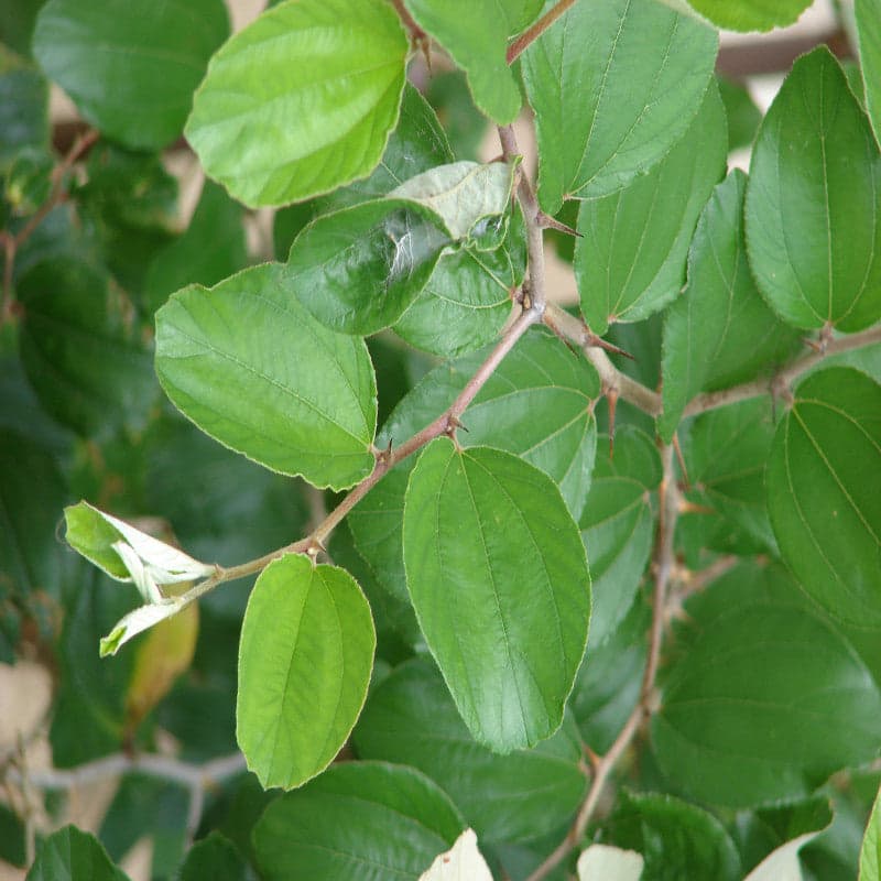 The Jujubee Tree Life Cycle: How This Fruit Thrives