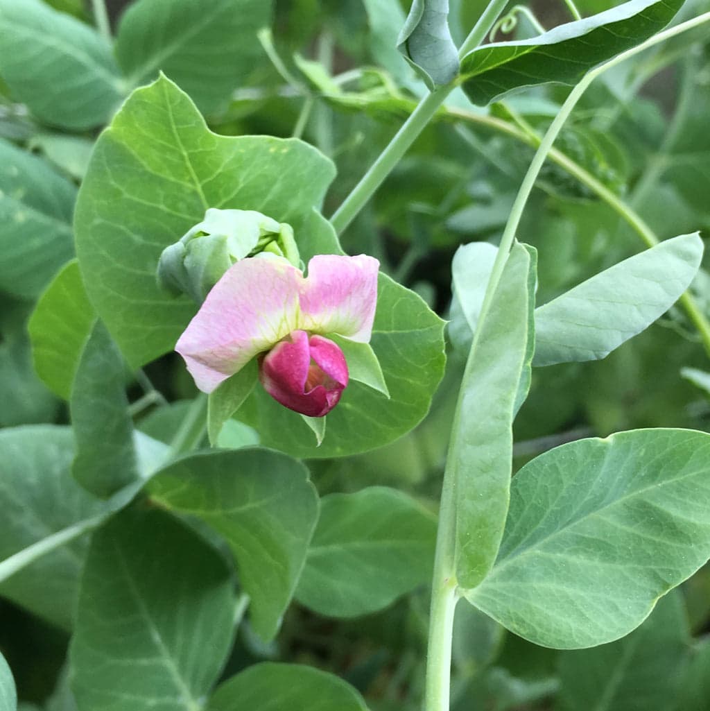 Is ‘Little Snow Pea Purple’ an Heirloom – Here’s the Answer
