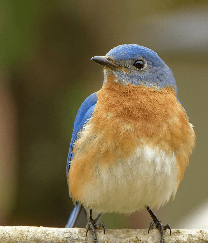 Dream Meaning of Bluebird