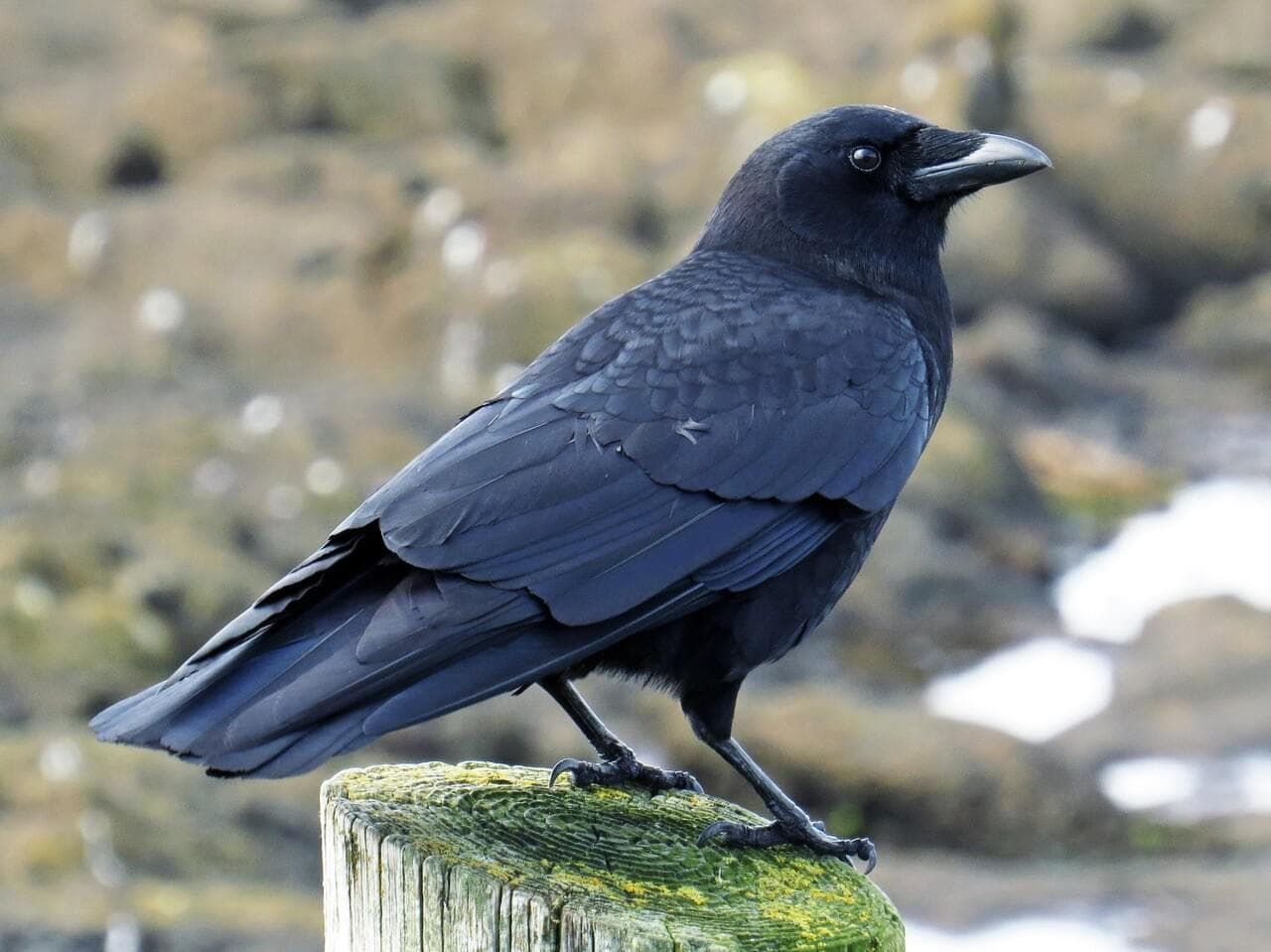 Dream Meaning of Crows