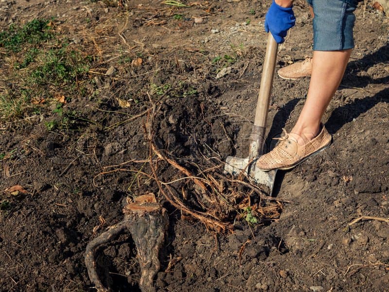Dream Meaning of Digging Up Roots