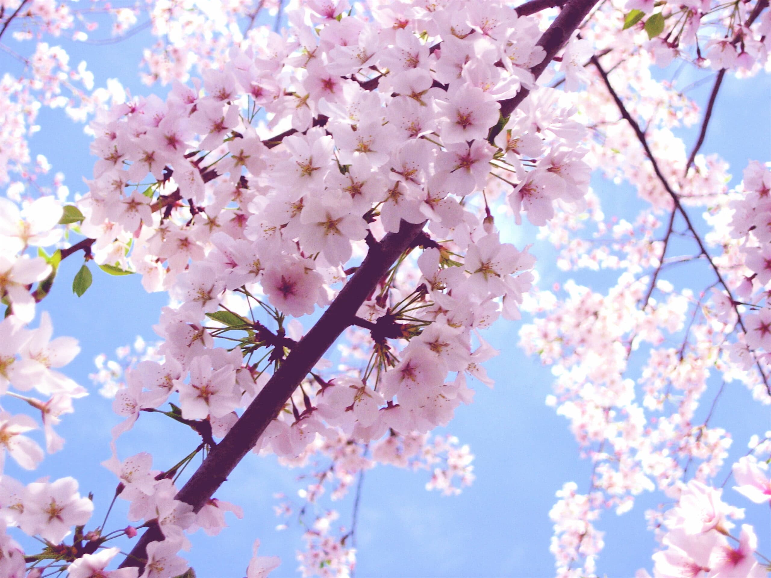 Dream Meaning of Cherry Blossoms