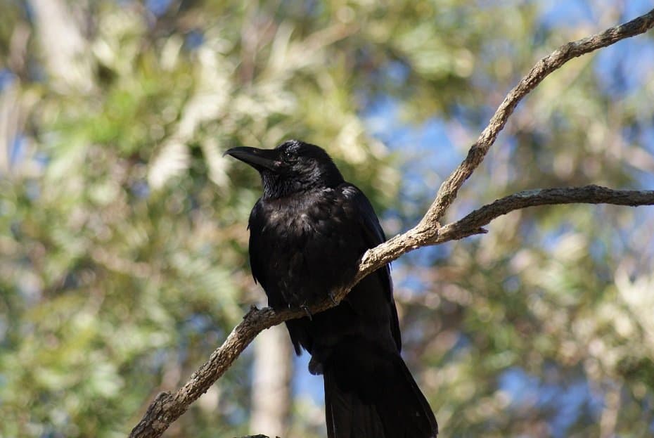 Dream Meaning of Big Black Bird