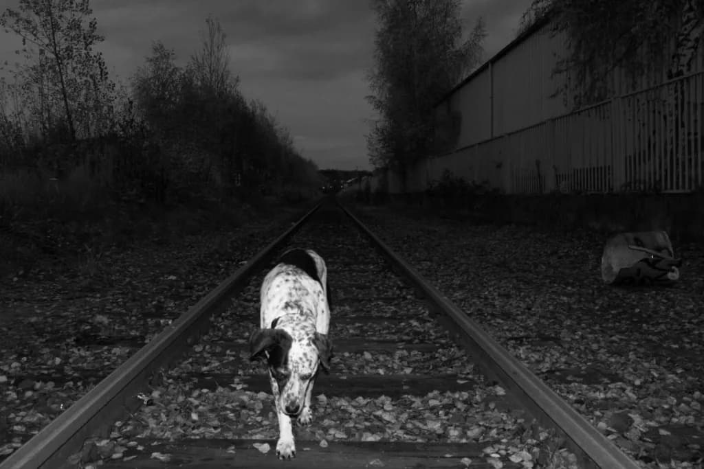 Dream Meaning of Being Followed By A Dog