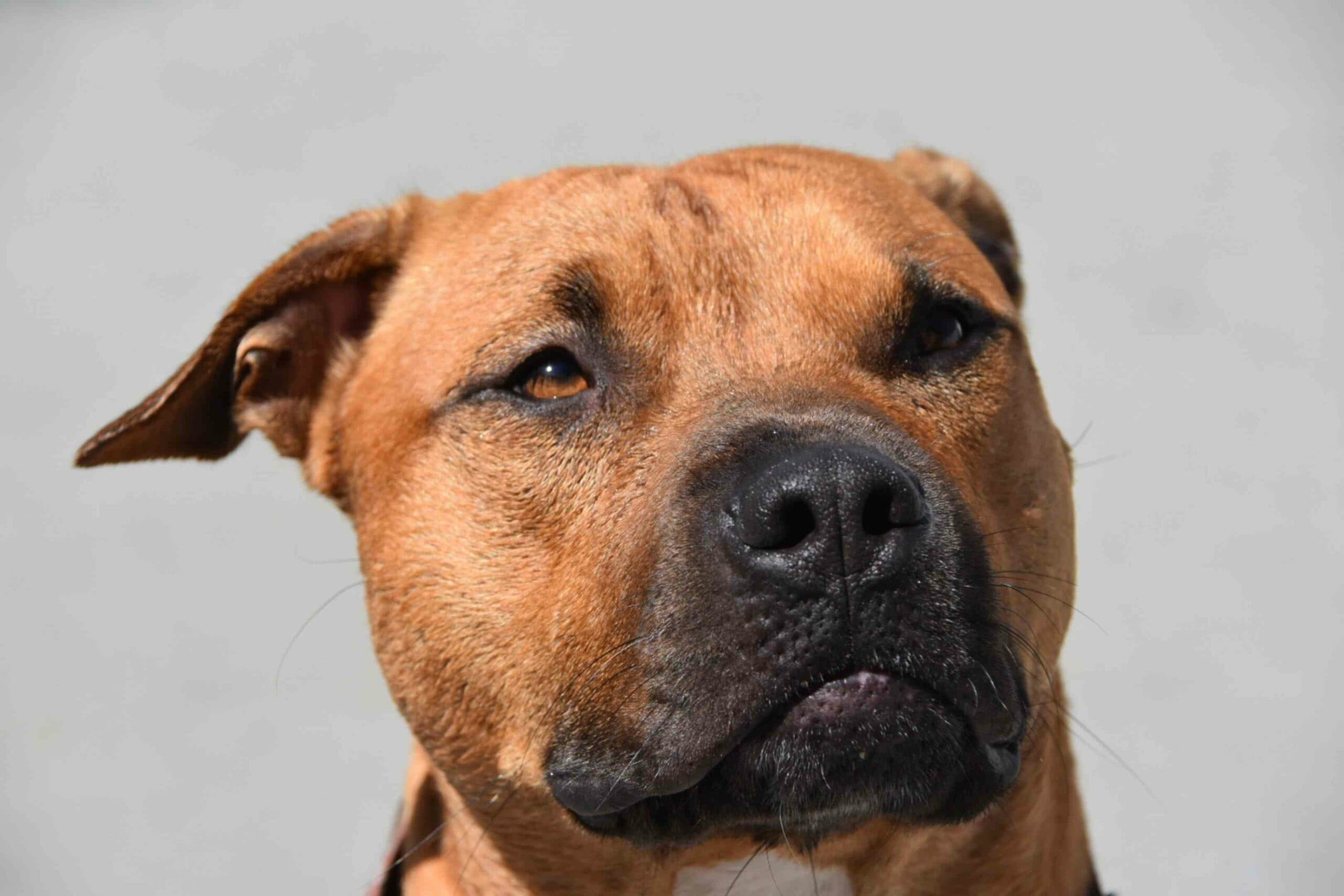 Dream Meaning of Brown Dog