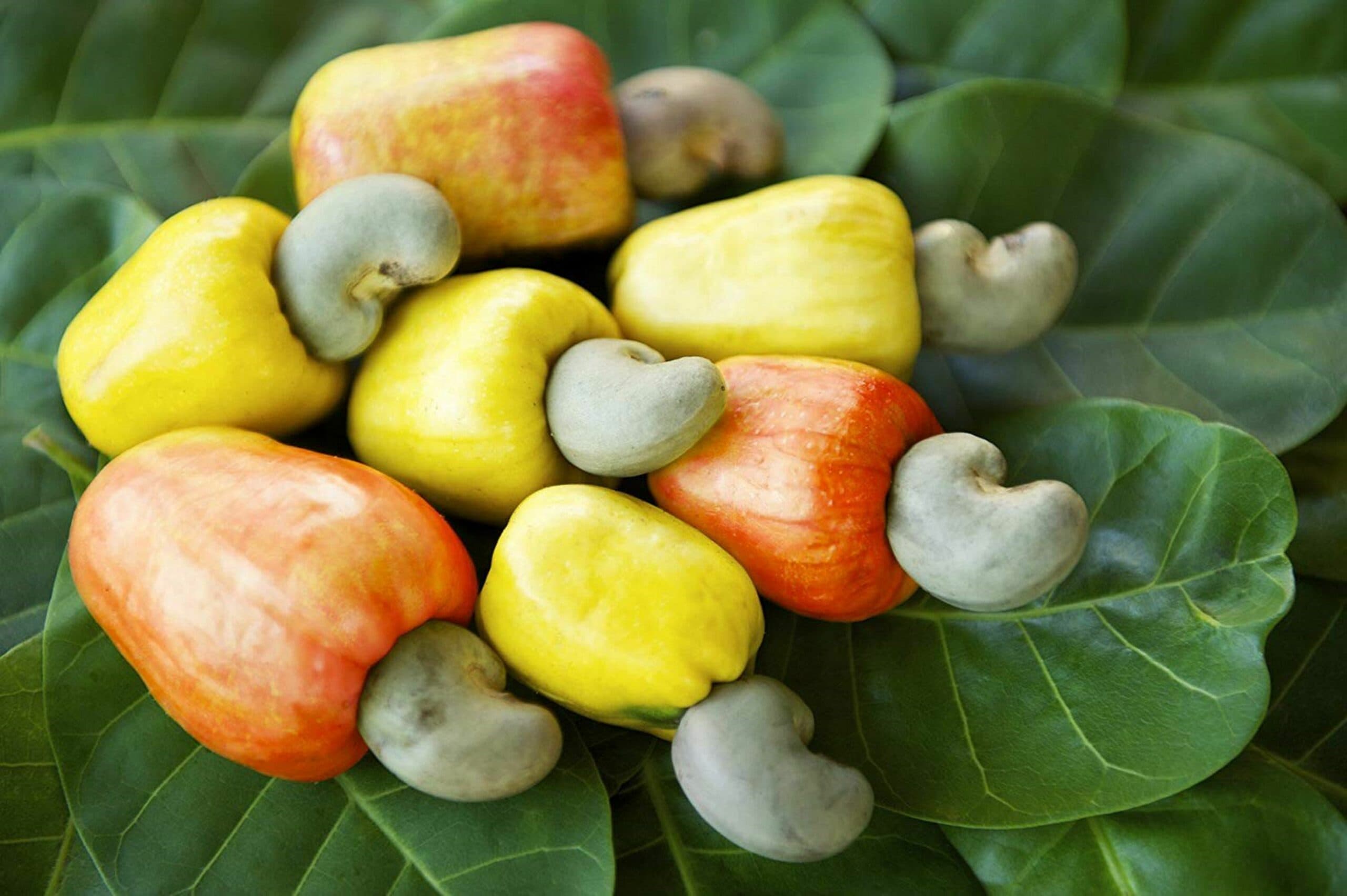Dream Meaning of Cashew Seed
