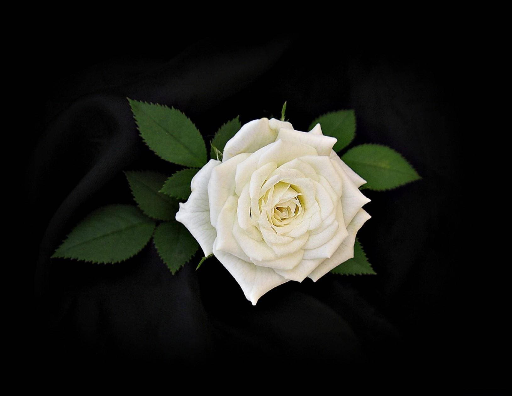Dream Meaning of A White Rose