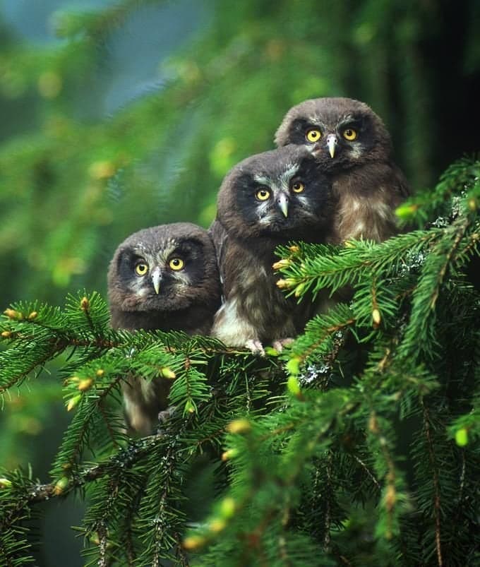 Dream Meaning of 3 owls