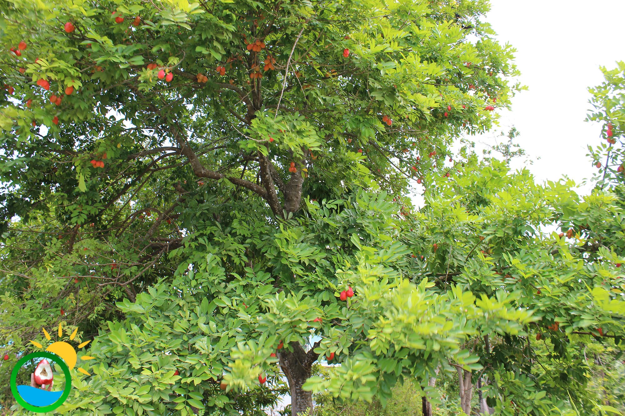 Dream Meaning of Ackee Tree
