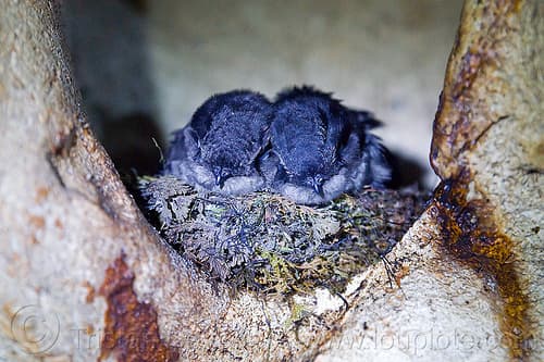 Dream Meaning of Baby Birds In Nest