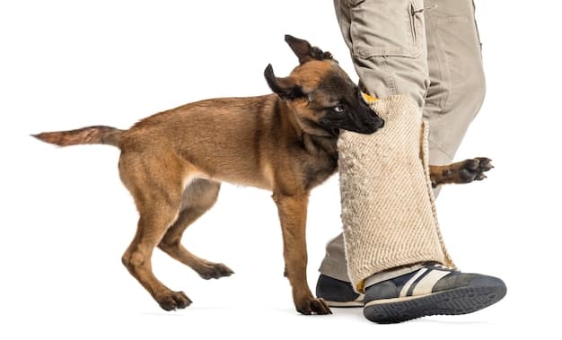 Dream Meaning of Dog Biting Leg