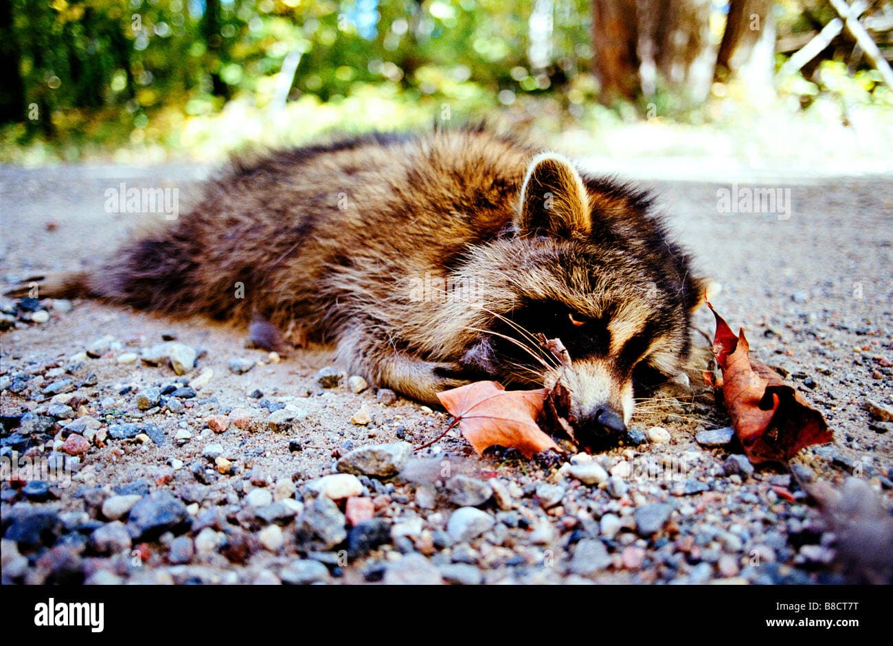 Dream Meaning of Dead Raccoon