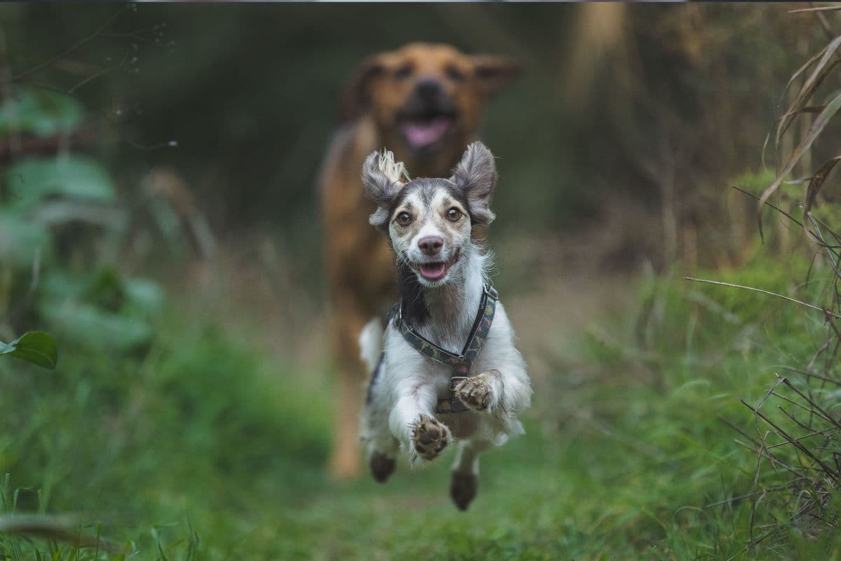 Dream Meaning of Dogs Chasing You