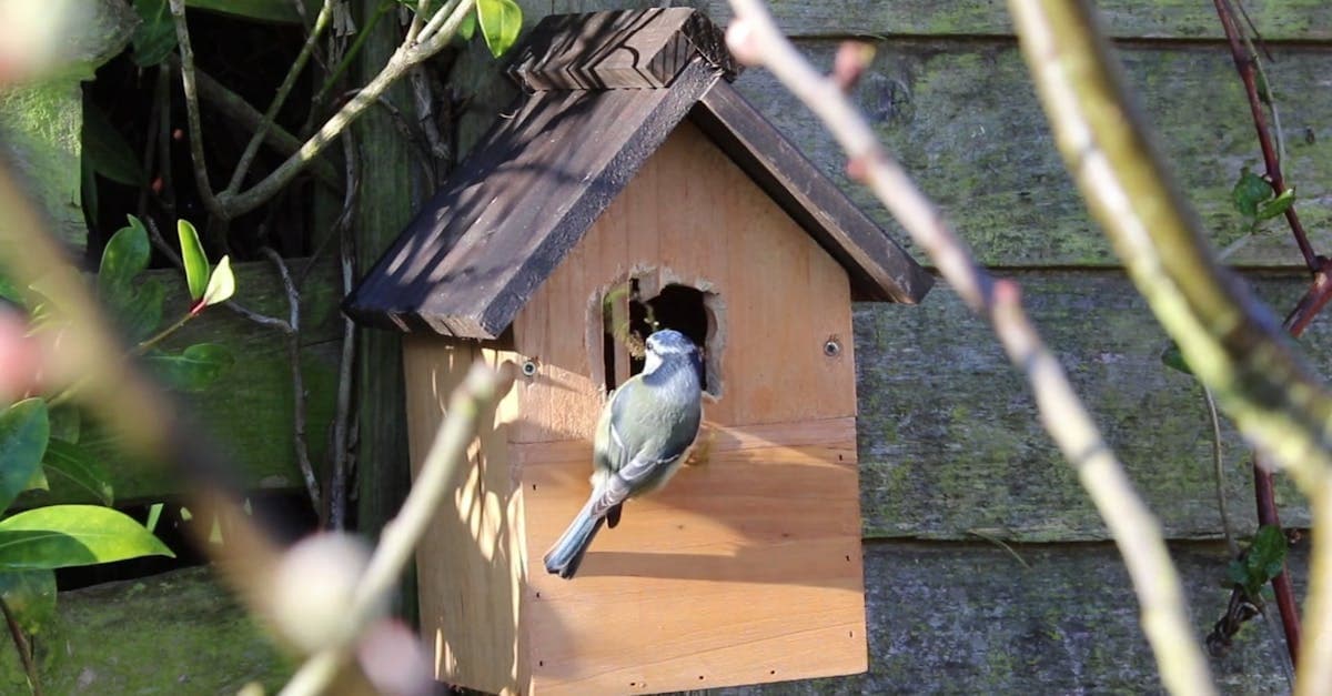 Dream Meaning of Bird In House