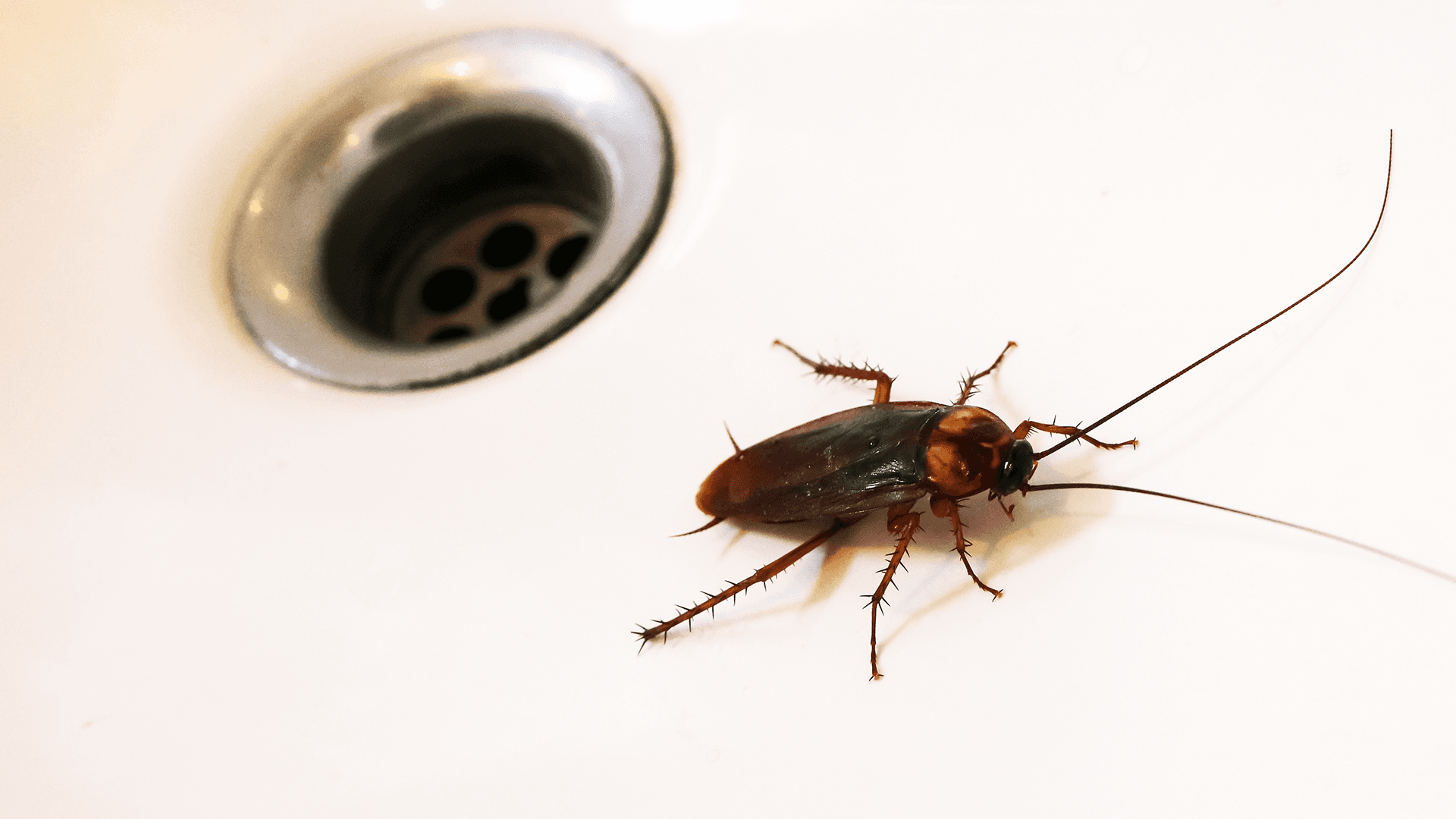 Dream Meaning of Dead Bugs In Bathroom