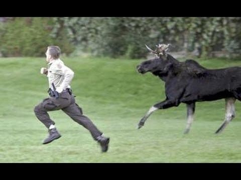 Dream Meaning of Cow Chasing You