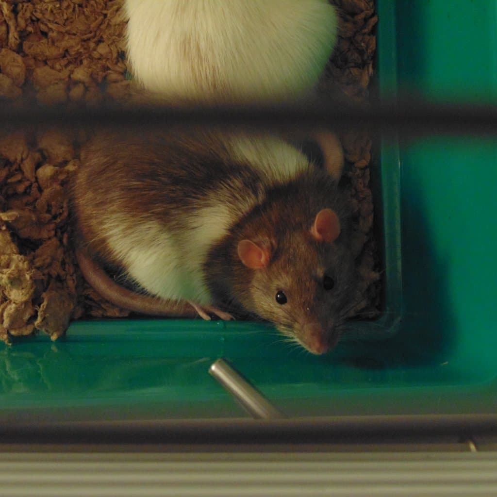 Dream Meaning of A Pet Rat