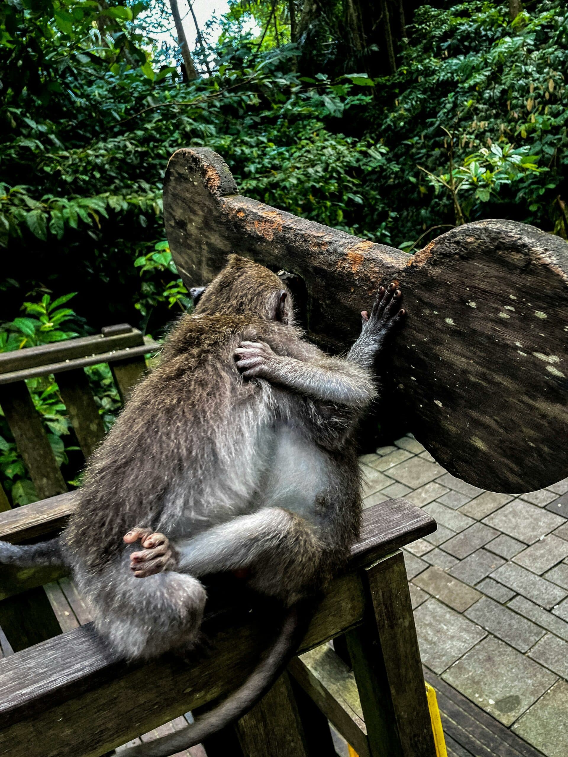 Dream Meaning of Animals Mating