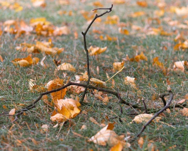 Dream Meaning of A Twig In The Ground