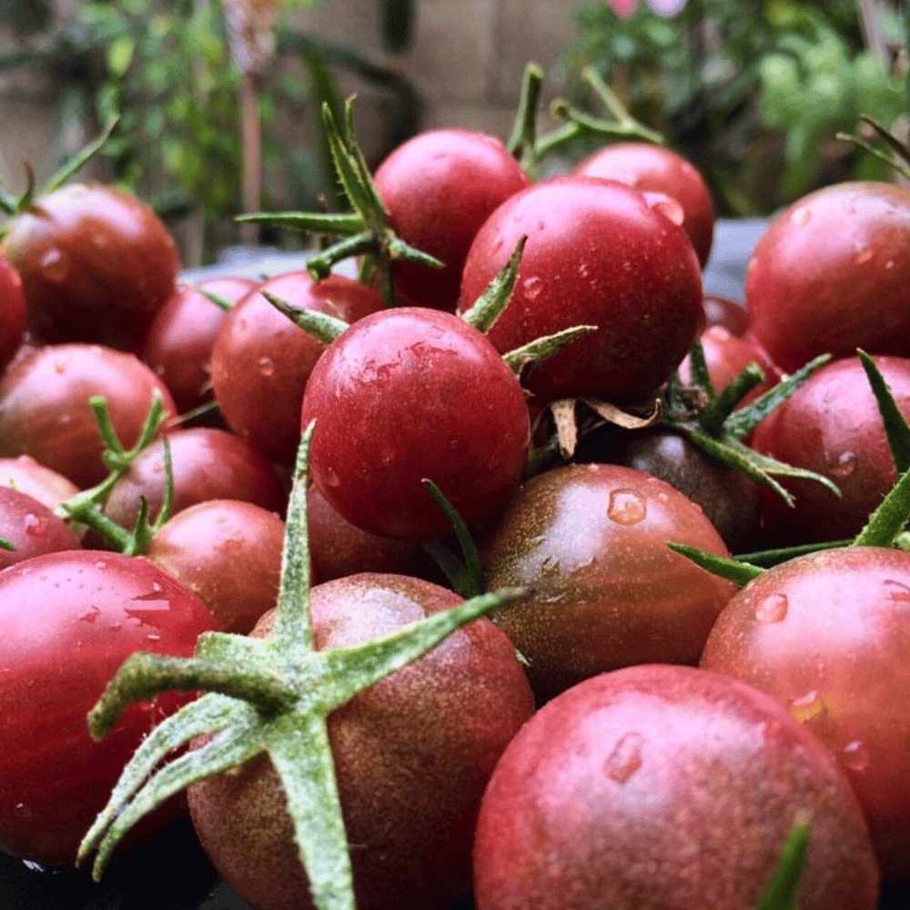 Chocolate Cherry Tomato Plant: A Sweet Twist on Tomatoes
