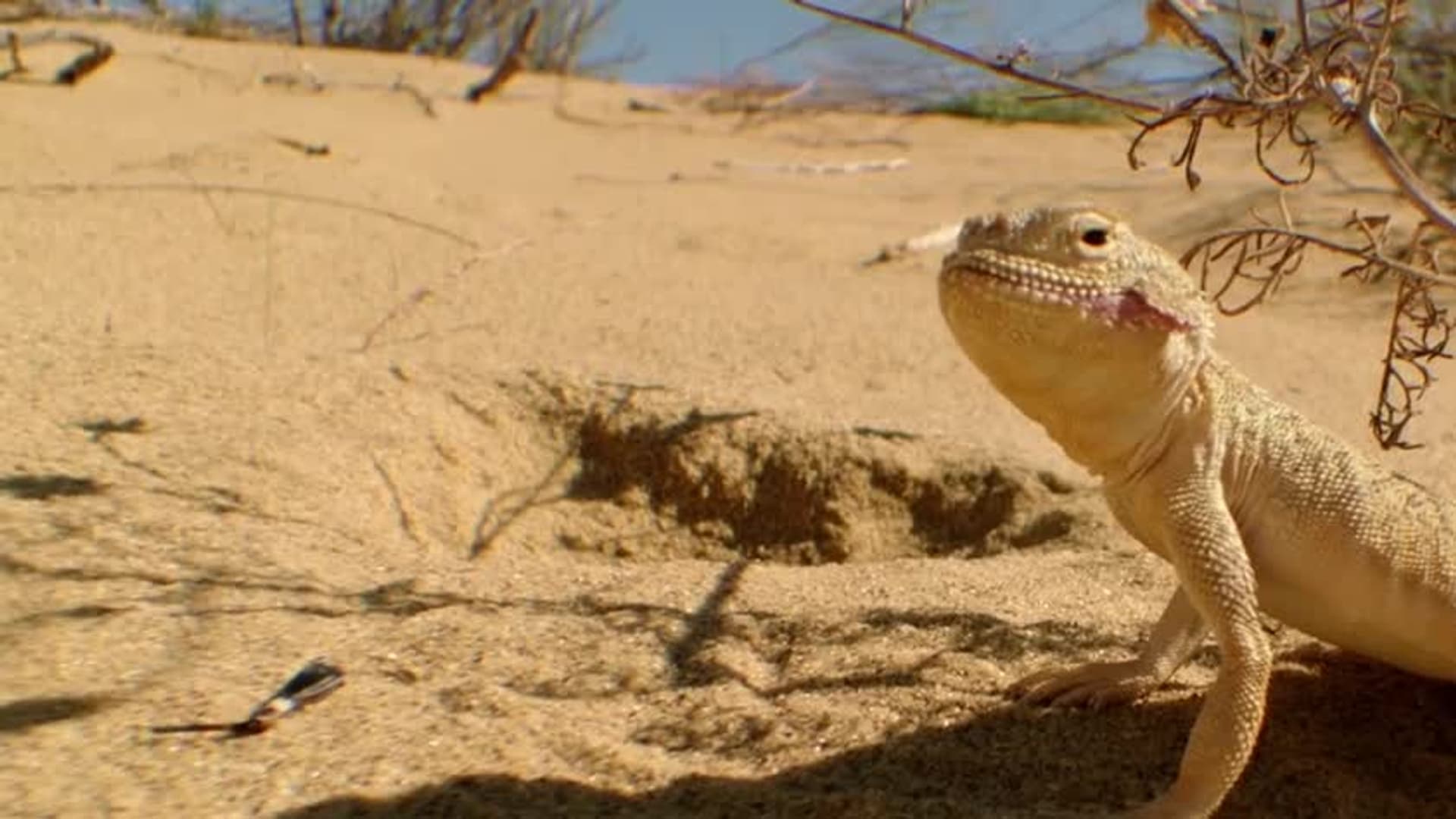 Vegetables with Funny Names: Nature’s Weirdest Crops