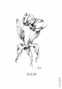 Is the Tulip an Illustration Trace Examining Botanical Art