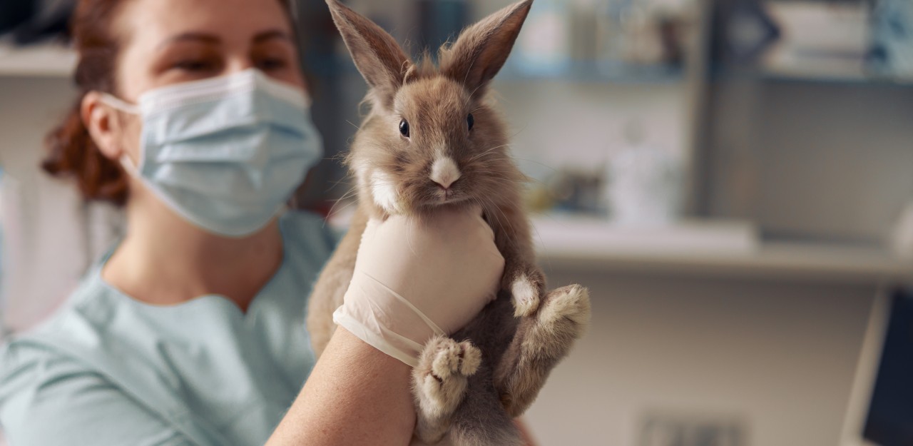 How Is Animal Testing Good – The Science Behind Medical Advancements